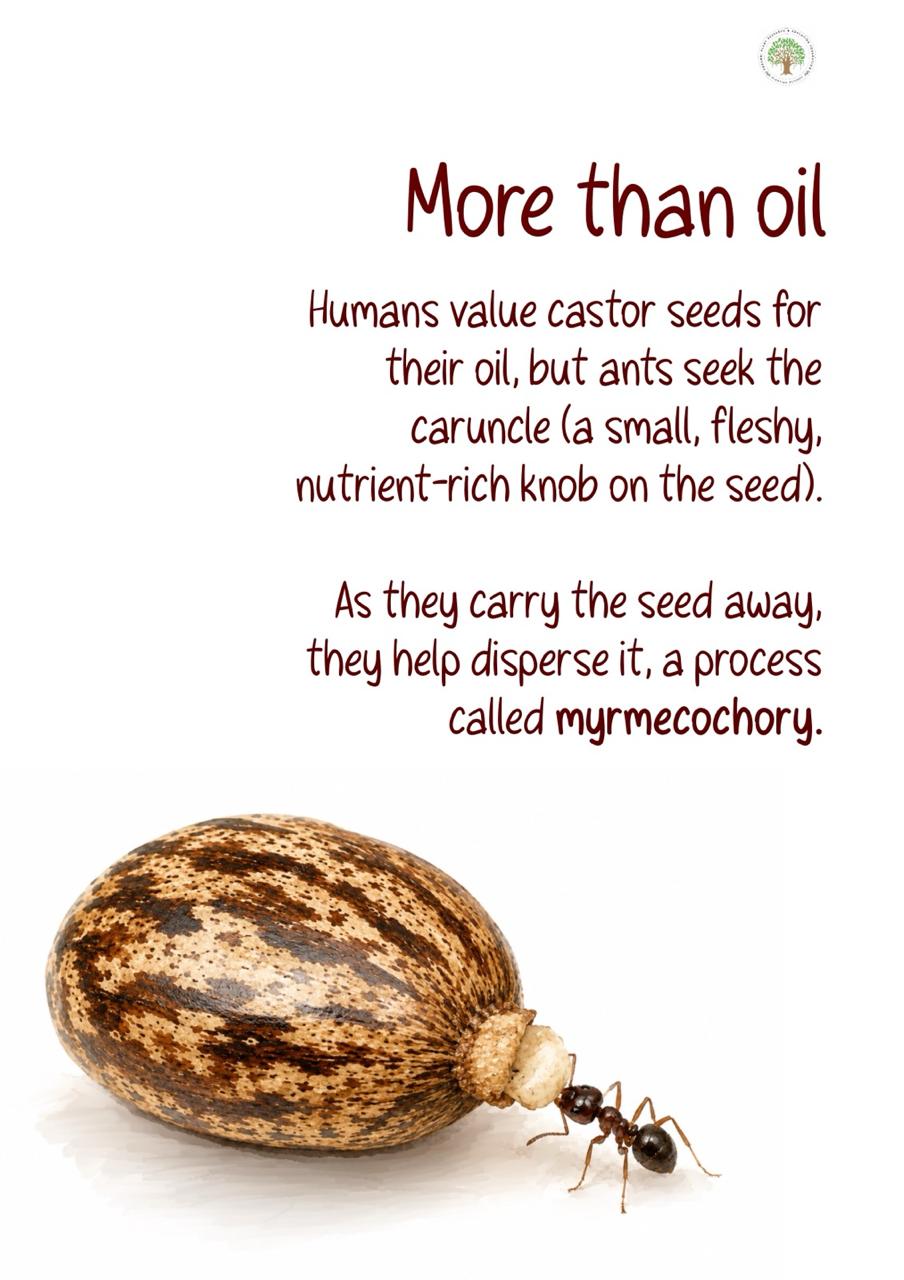 Hidden Connections (Education Booklet) - Image 4